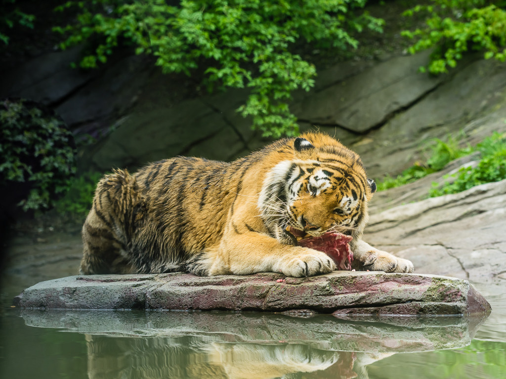 Zoo Zürich - Tiger