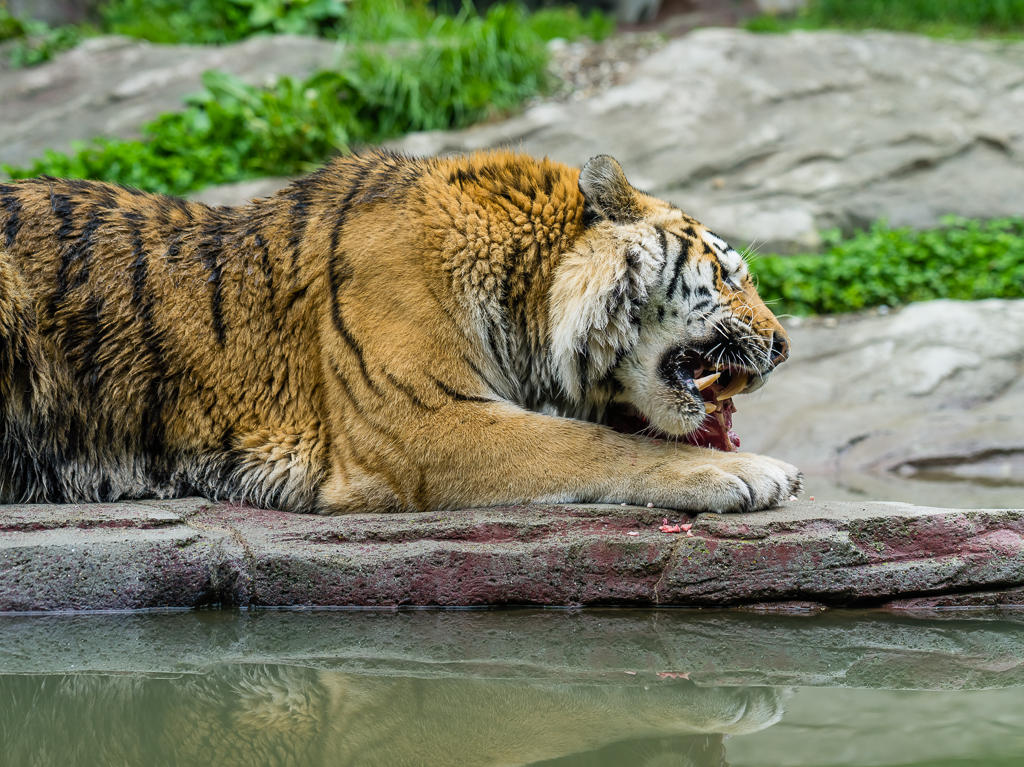 Zoo Zürich - Tiger