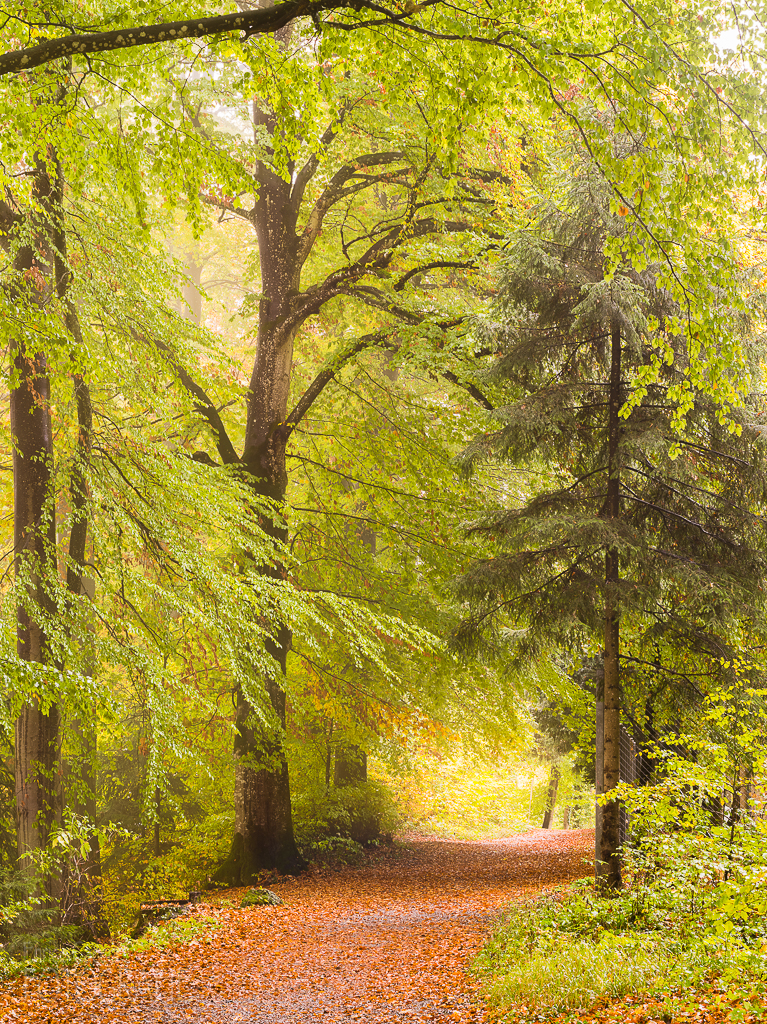 Herbstwald Uetliberg