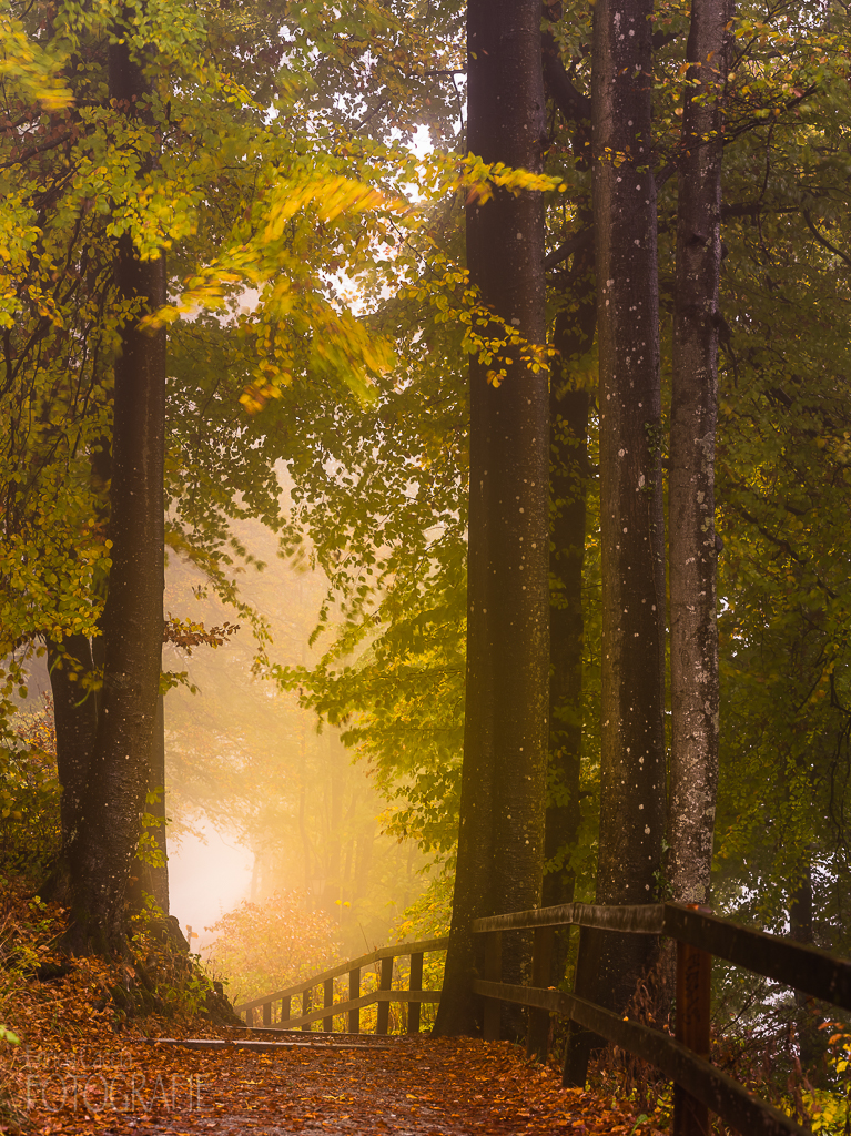 Herbstwald Uetliberg