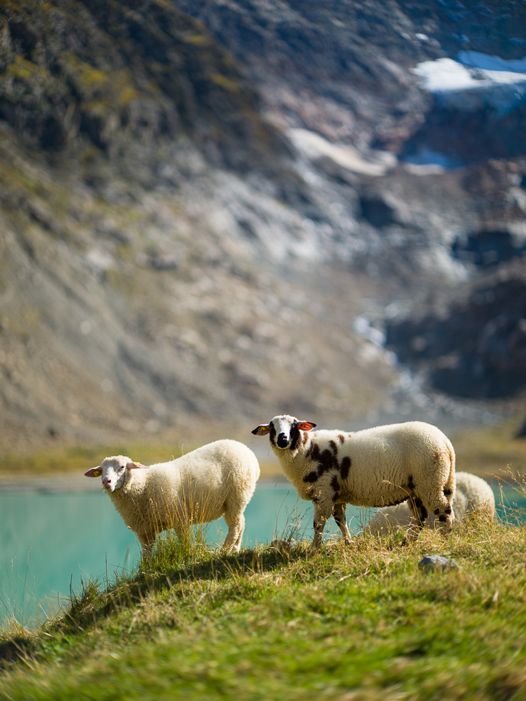 Schafe vor dem Steingletschersee