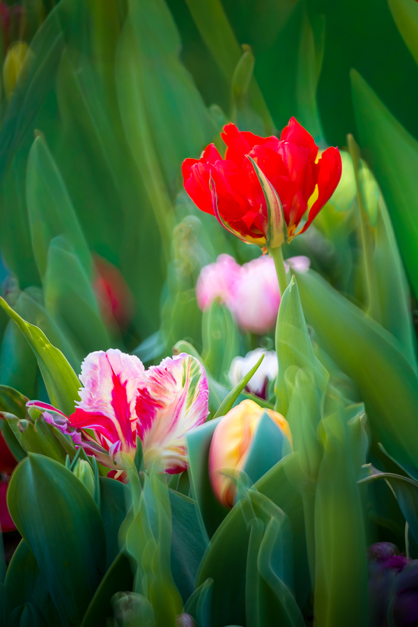 Test KASE 5.6/200 Spiegeltele